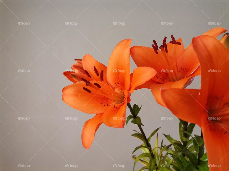 Fresh Orange Lilies on a Light Background

Can Be Used as Wallpaper and Enjoy Watching