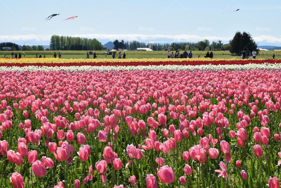 Tulip Valley