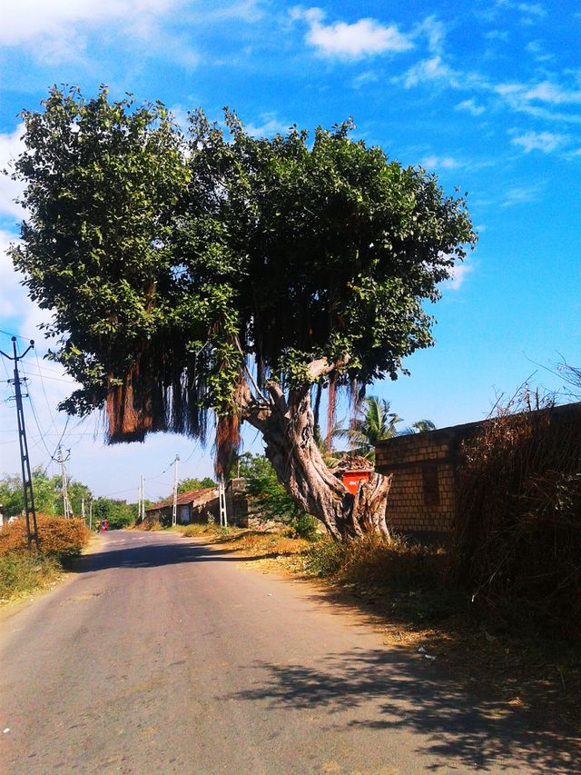 beautiful tree