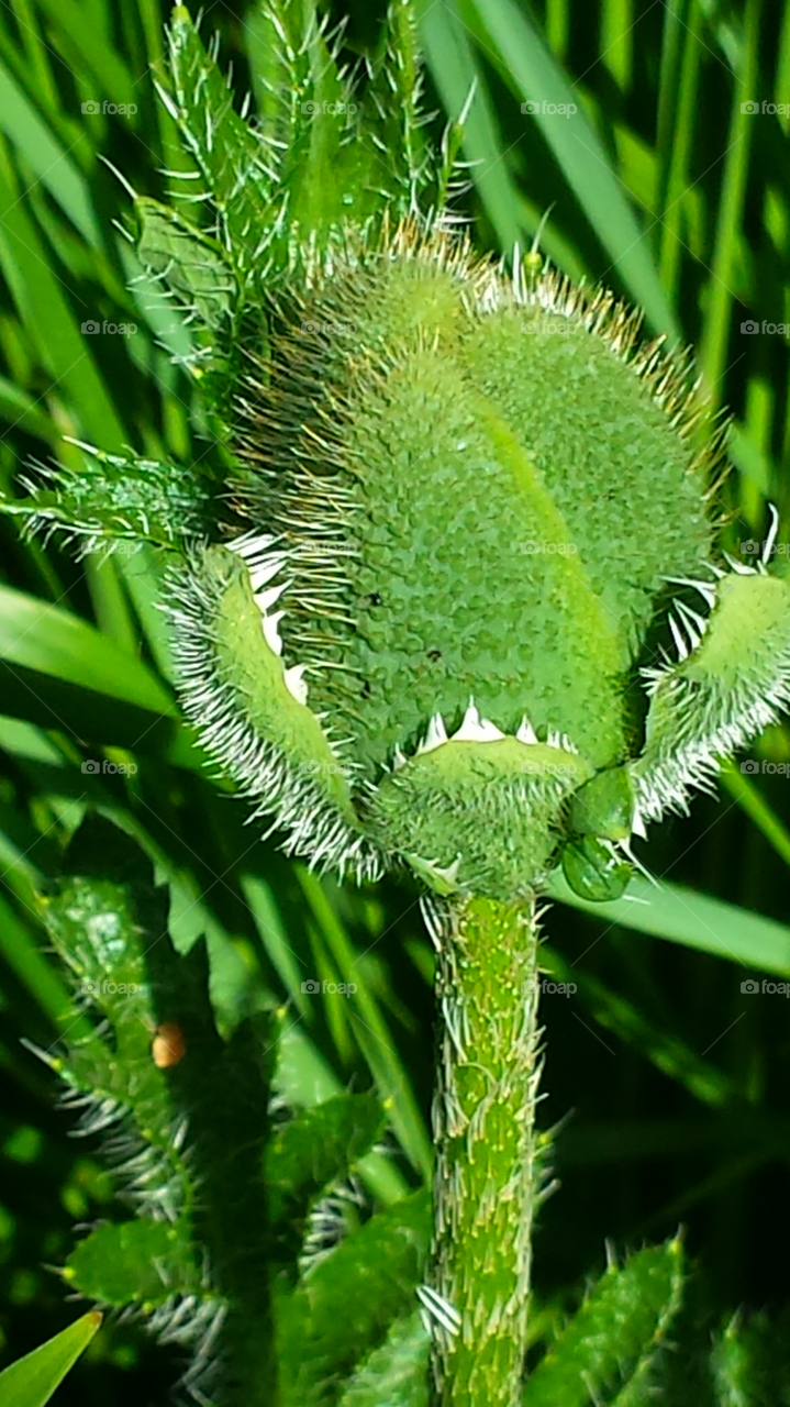 Green Plant With An Overbite