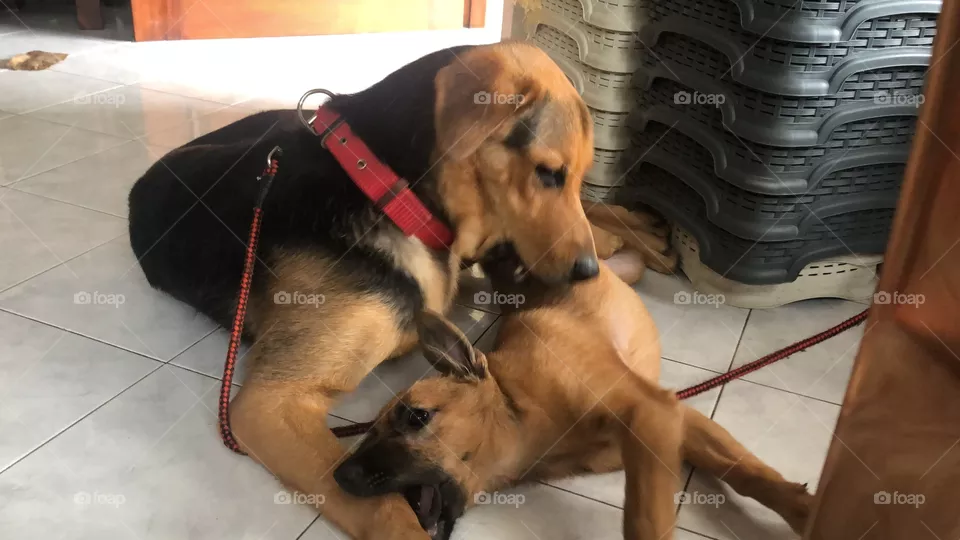 Two Dogs 