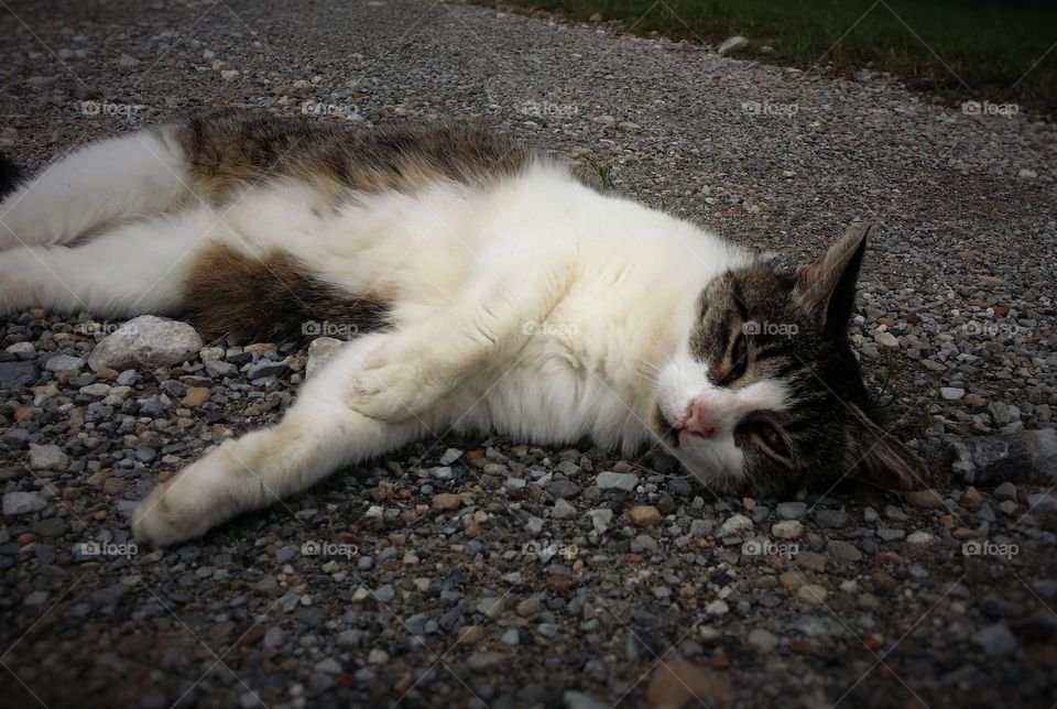 Gray Tabby Looking at Rest on the Road