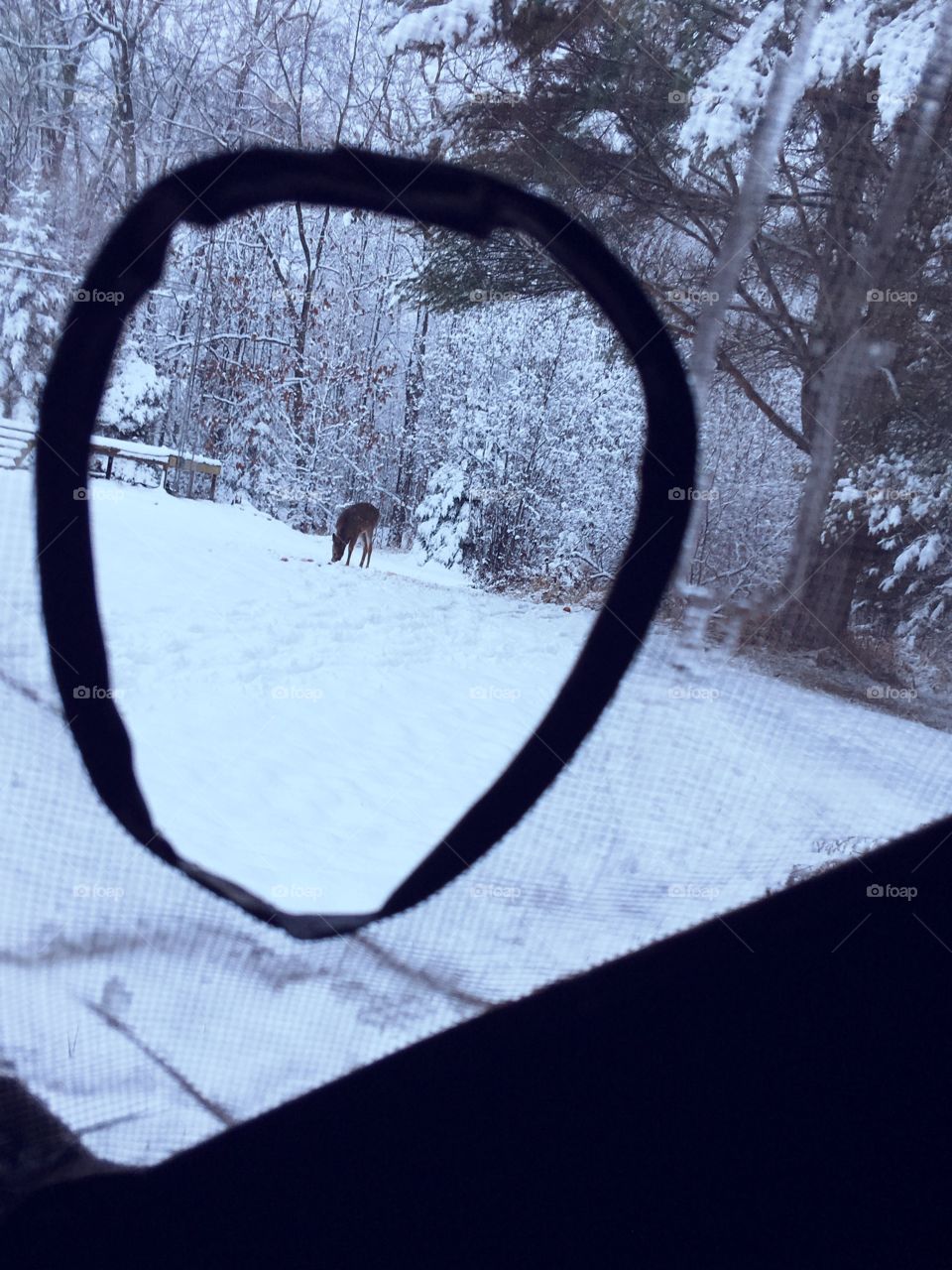 Watching a young doe eat during hunting season in Wisconsin 