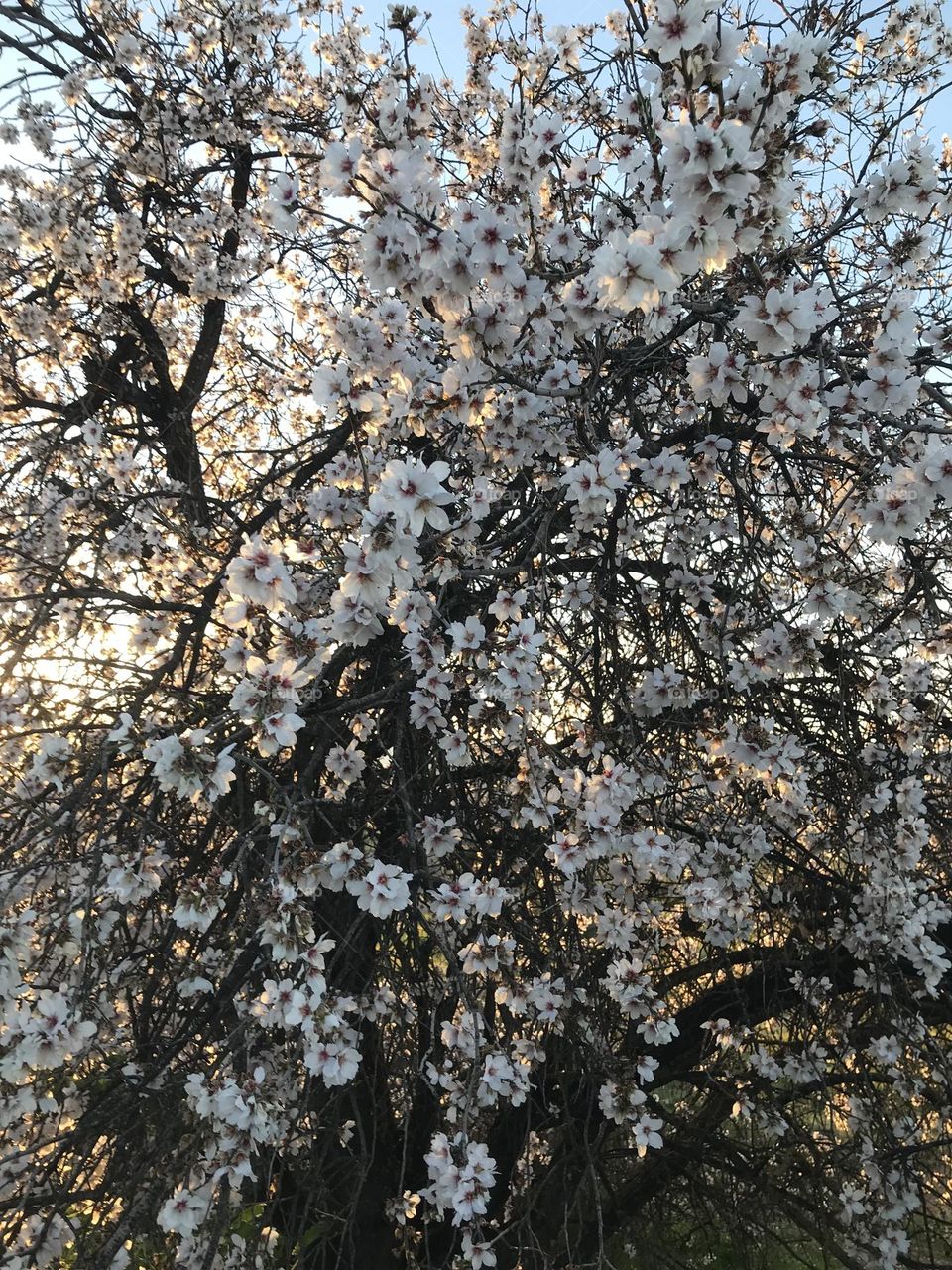 Flores de almendros 