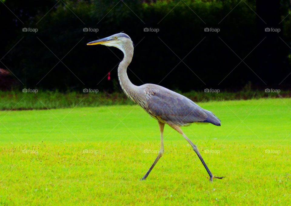 Blue Heron Walking 