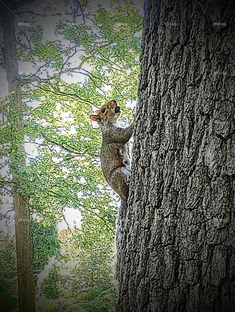 Squirrel on Tree