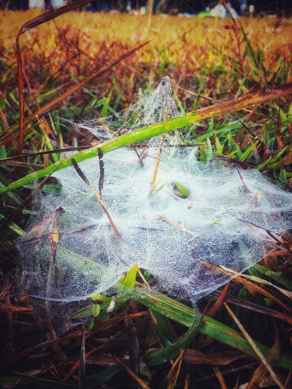 Cobweb