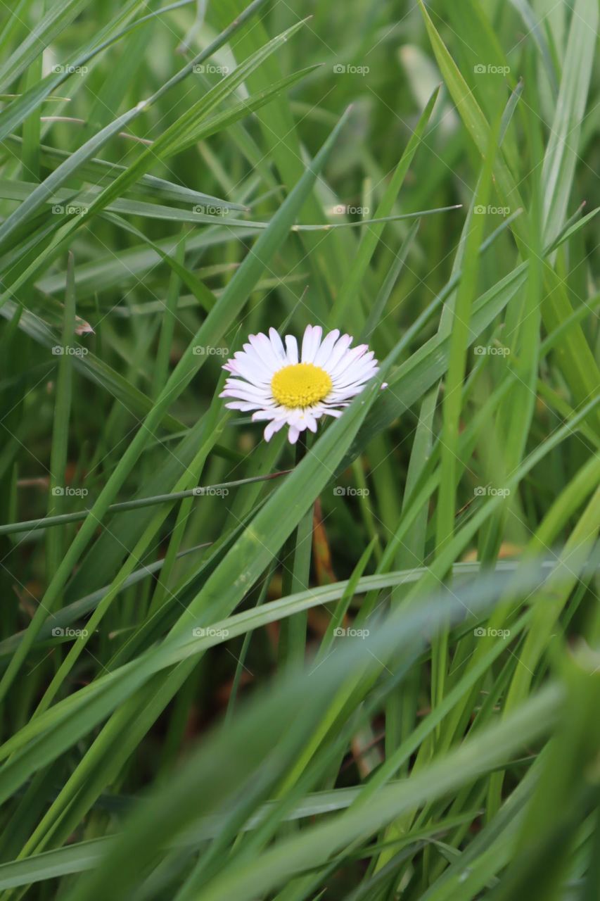 Blumen tanzen im Frühling