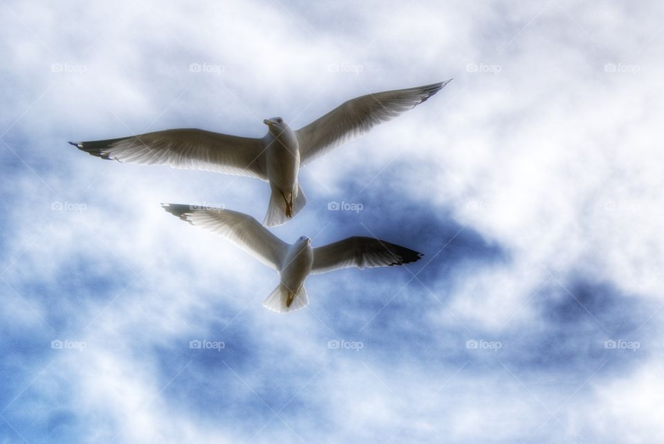 Gulls