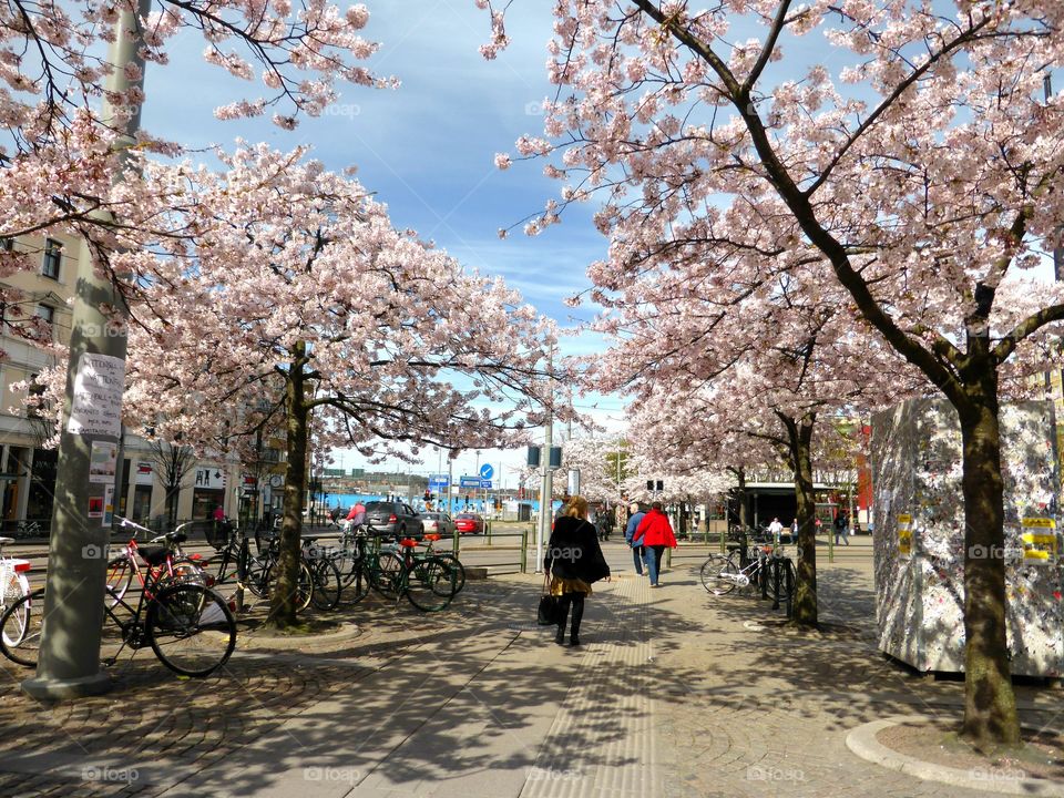 Spring in Gothenburg Sweden Järntorget 