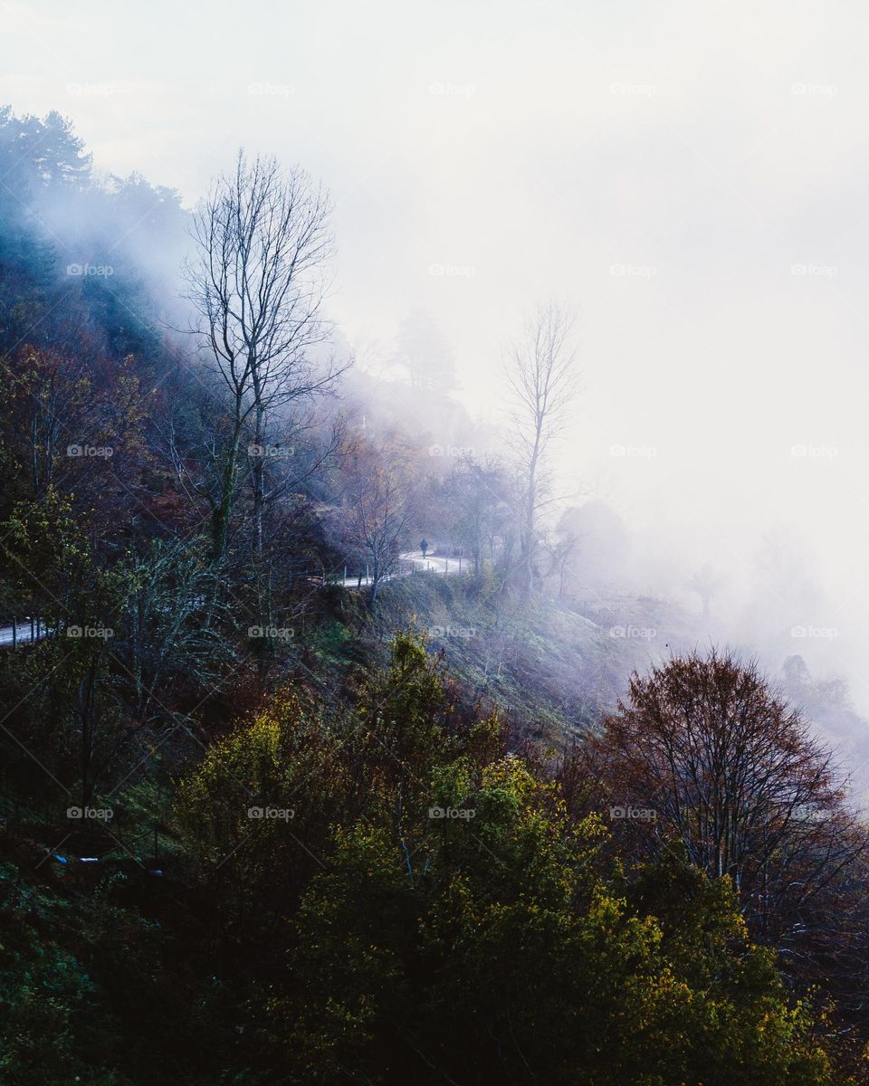 fog on the village