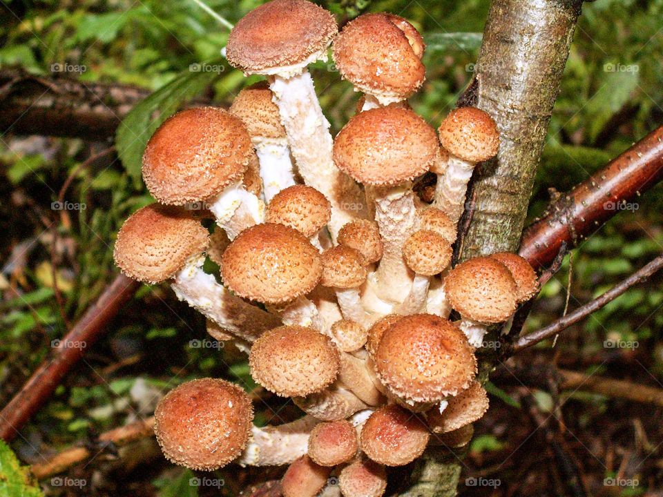 mushrooms grow on a tree