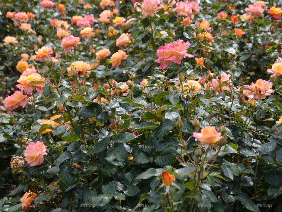 A beautiful rose garden full of multitudes of pink and yellow roses