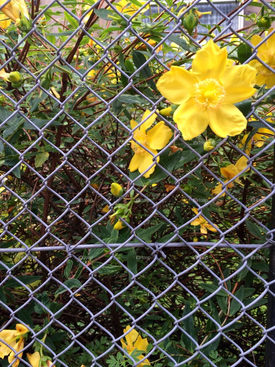 Yellow through the Fence. I could have walked straight past this, as it's fairly commonplace, but something drew me to it. Glad I stopped! 