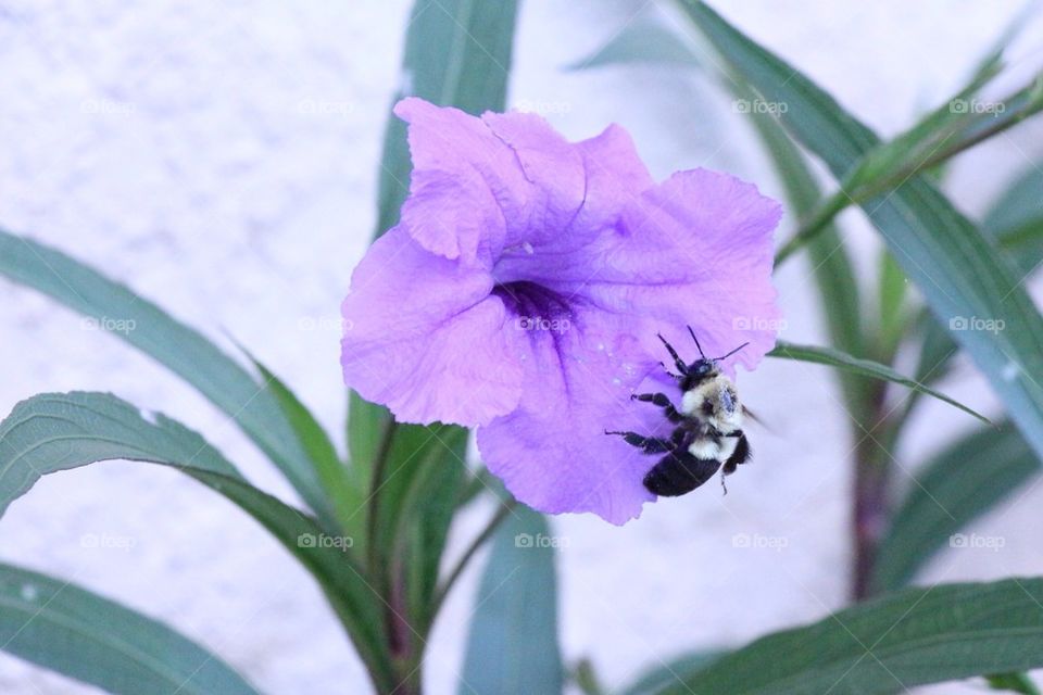 Flower and the bee