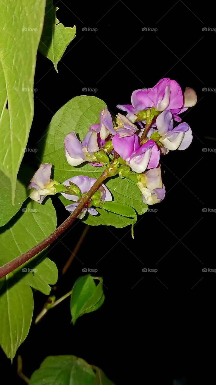 Purple Hyacinth Bean Flower