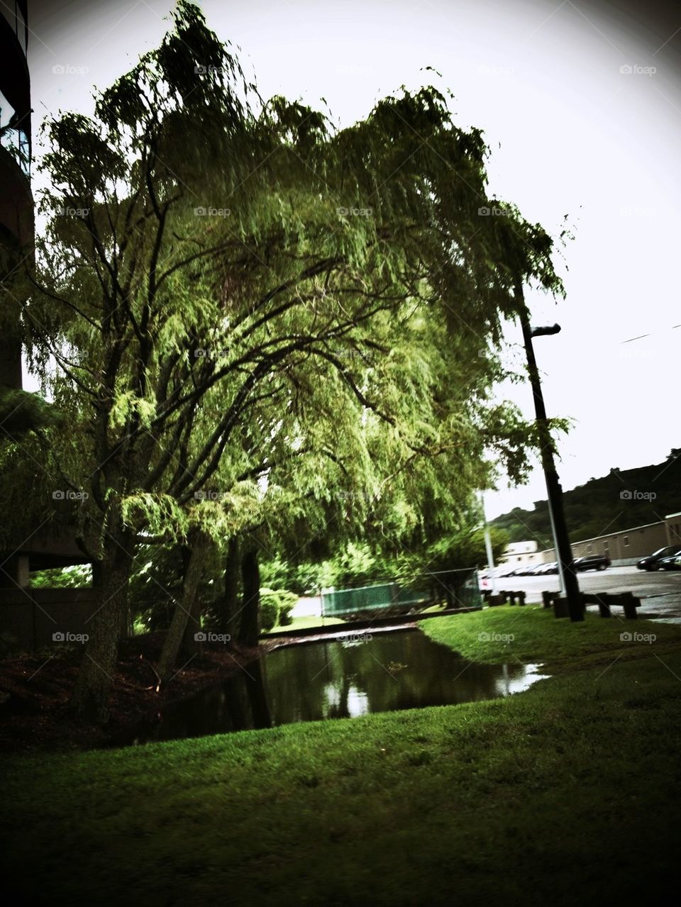 street nature grass tree by jmh