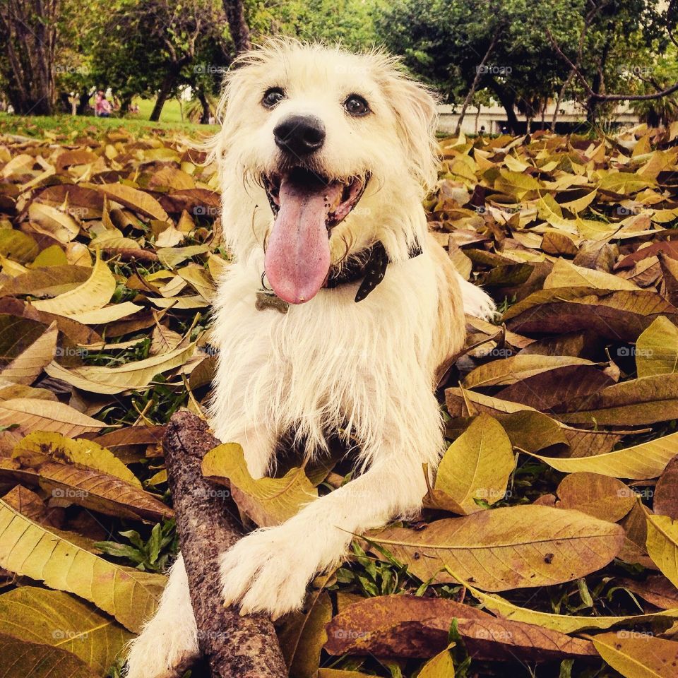 Happy dog on the park with leaves