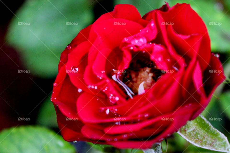 Velvety Red Rose