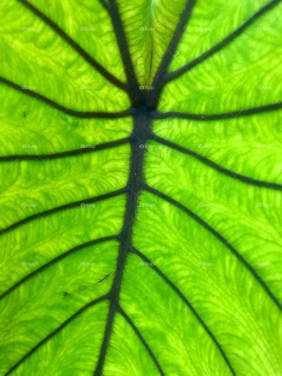 Full frame closeup of leaf