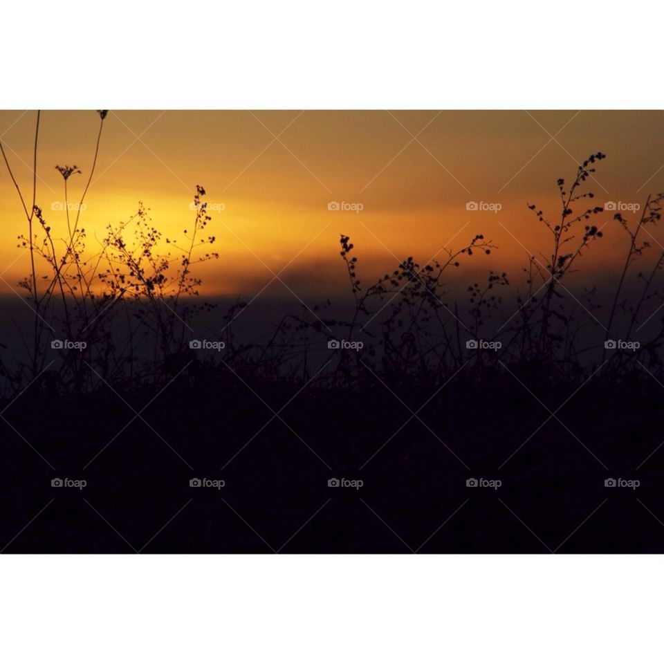 Sunset Through Flowers