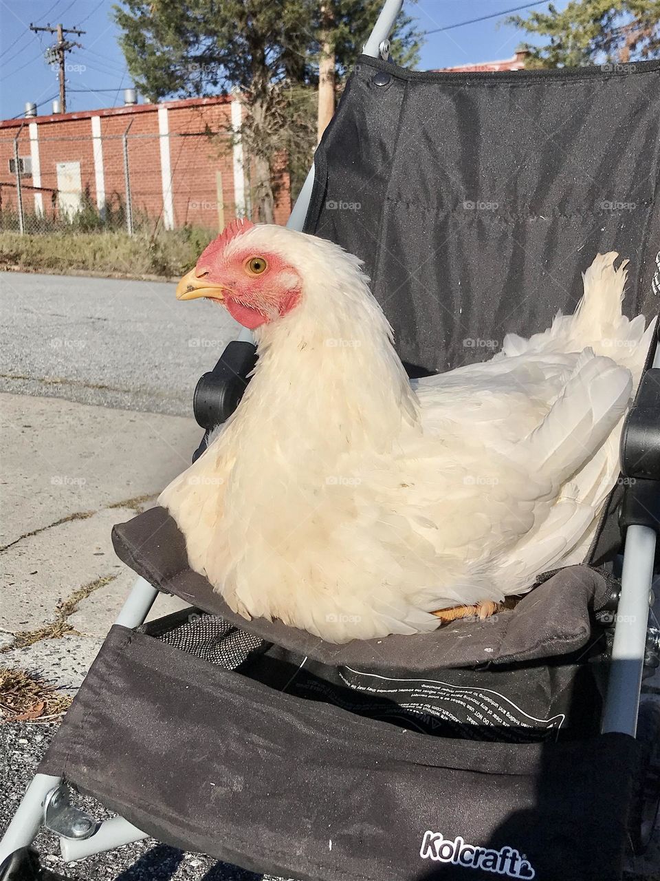 A photo of an adorable pet Cornish Cross broiler hen in a stroller being taken for a walk. Taken in Thomasville, NC, USA.