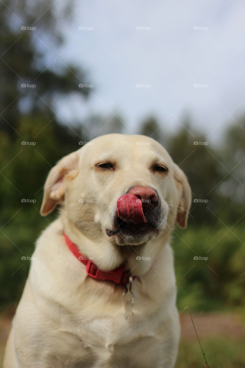 Dog, Cute, Pet, Retriever, Canine