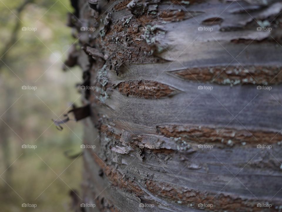 Tree bark 