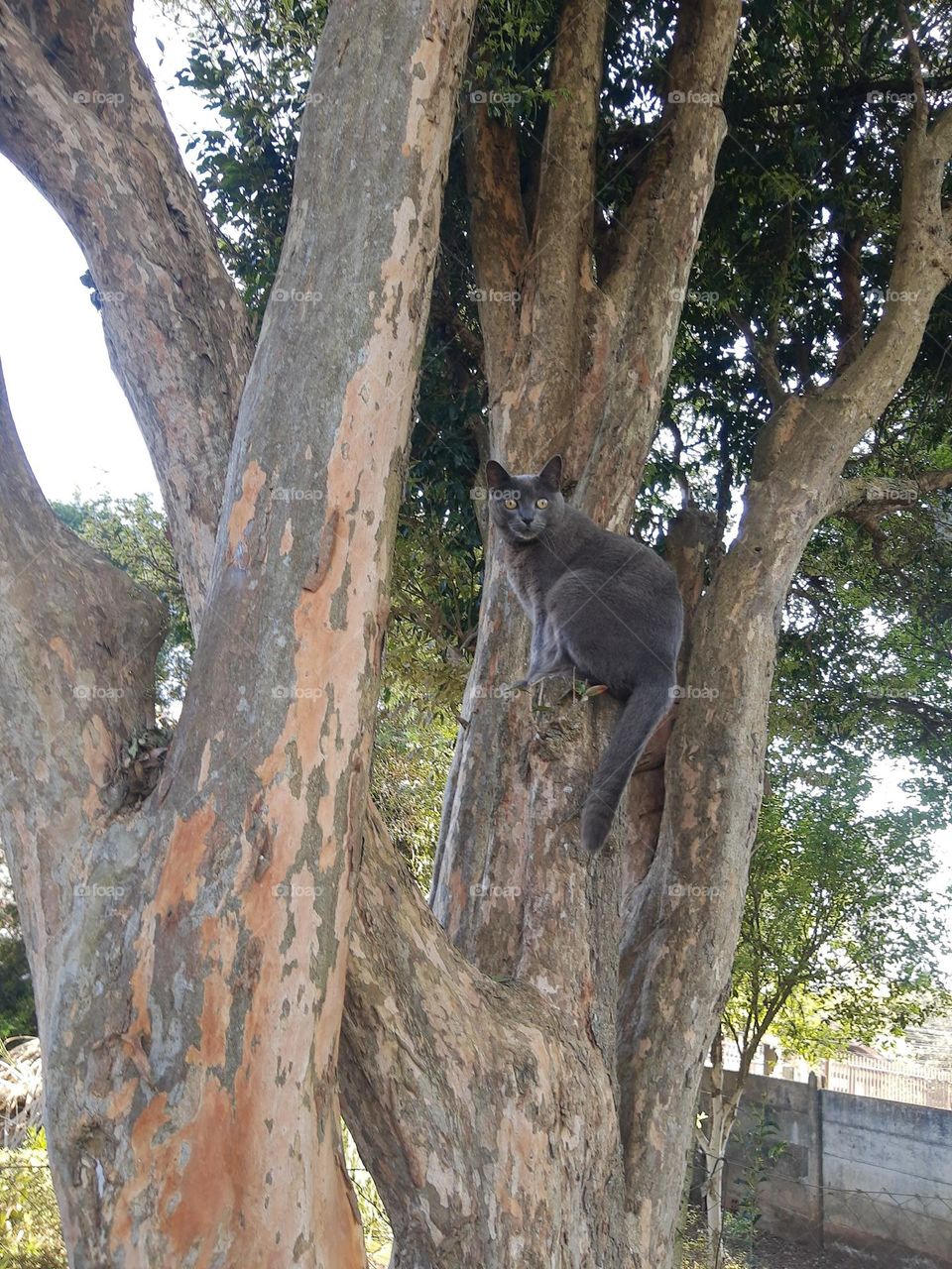 cat on a tree