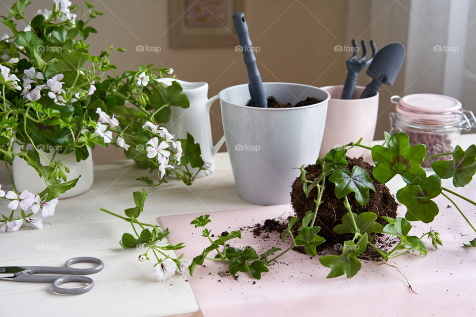 Ivy-leaf geranium. Repotting plants. 