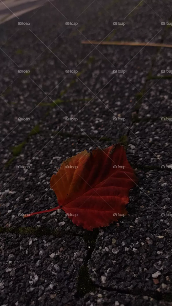 autumn is coming