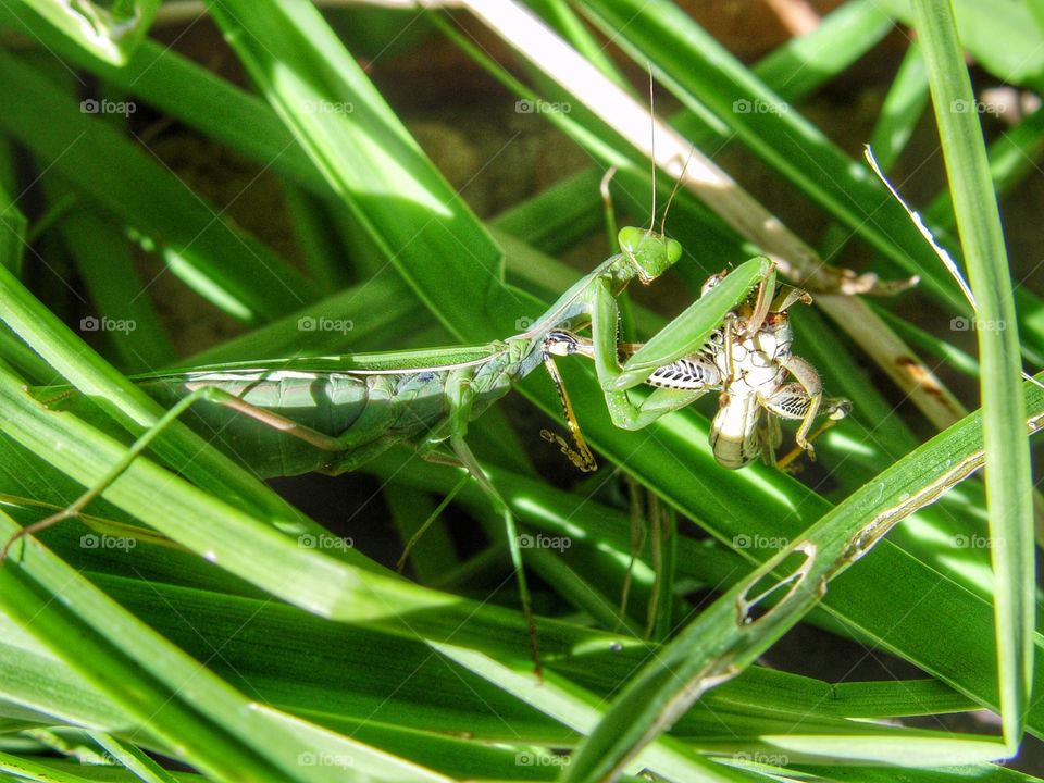 Mantis with dinner