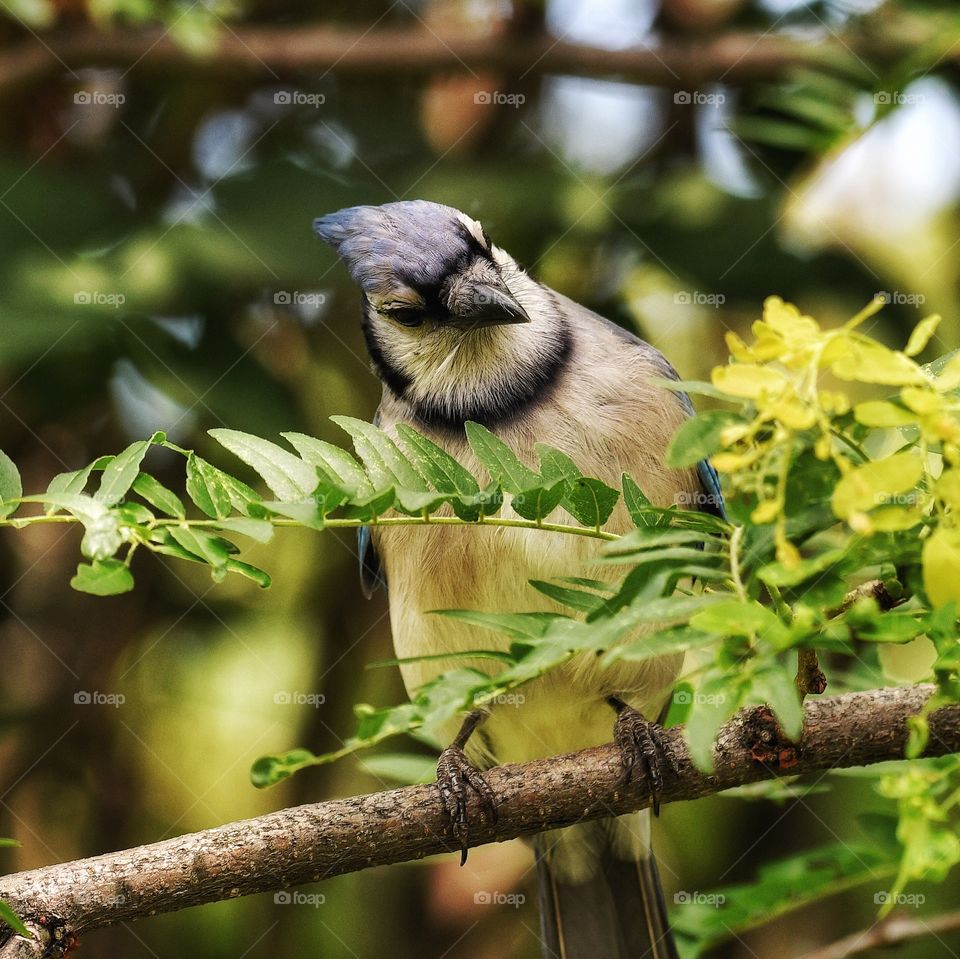 A very curious Jay