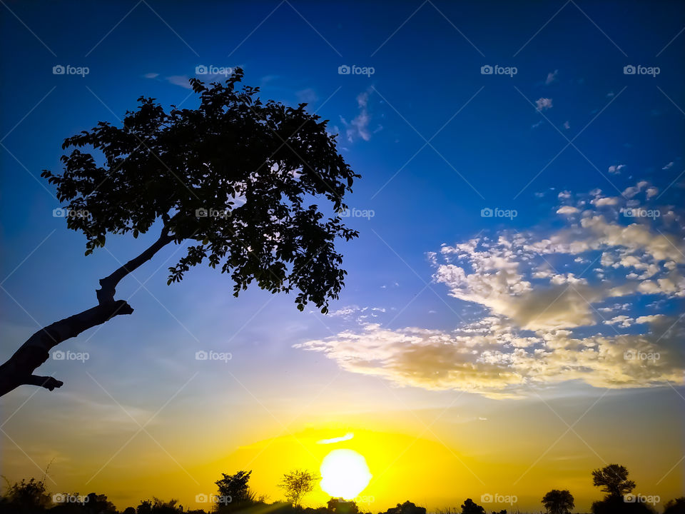 Trees against a blue sky at Sunset, Rajasthan India