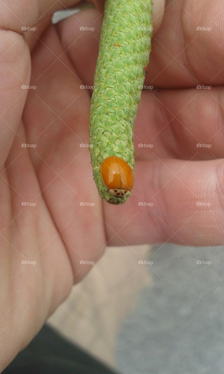 Where did ladybug lose her dots?