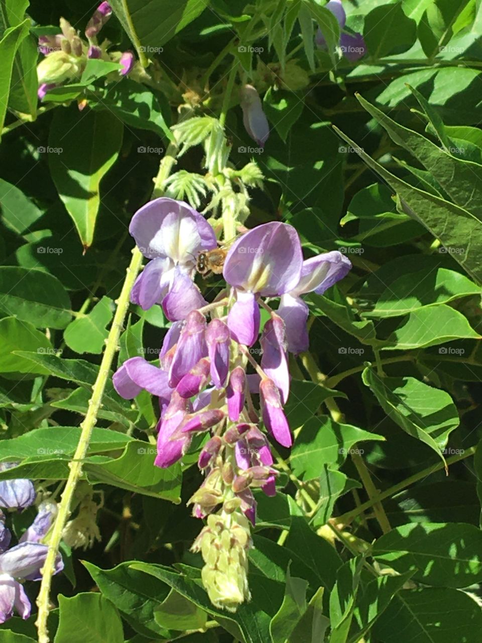 Cluster of wisteria