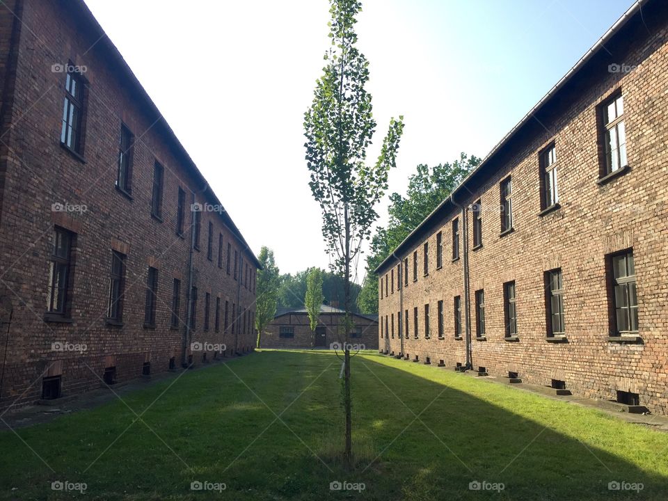 A young tree in the courtyard between two blocks of Oswiecim concentration camp