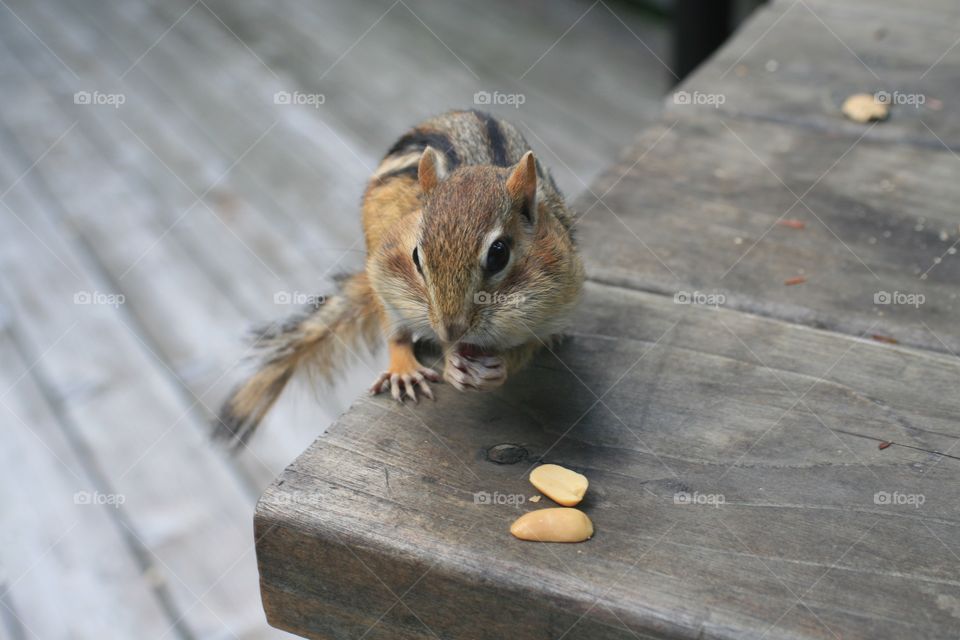 Chipmunk 