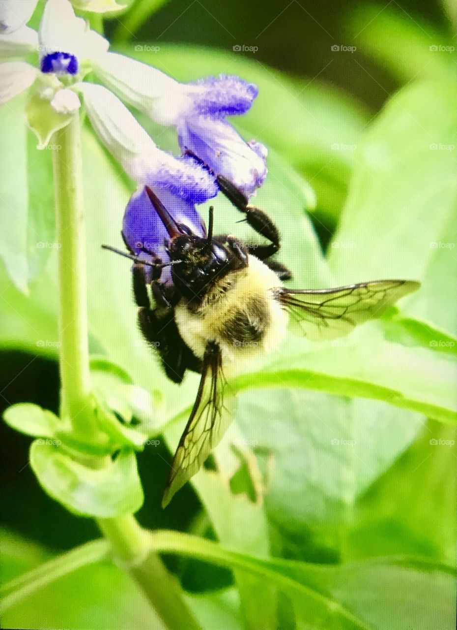 Pollinating bumblebee 