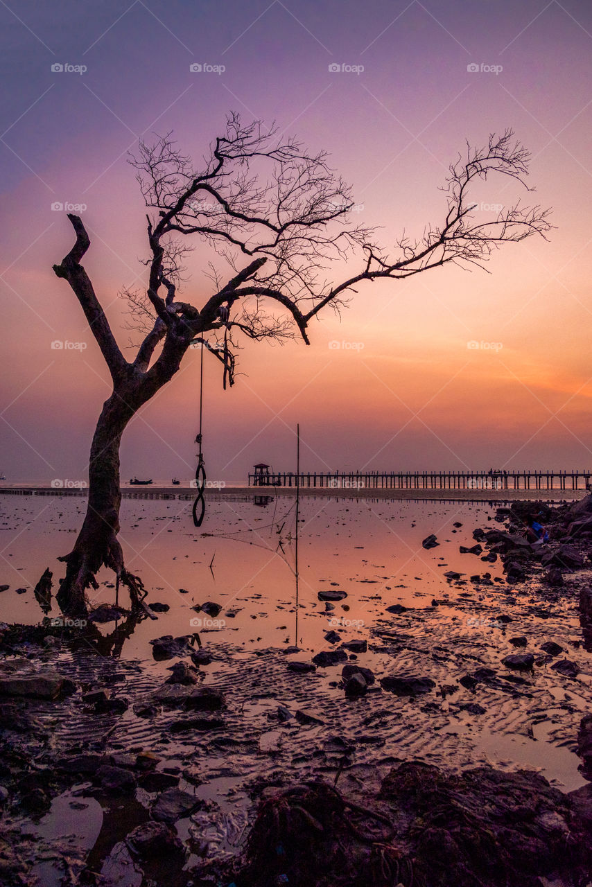 Silhouette of tree  long in front of beautiful sunset scene