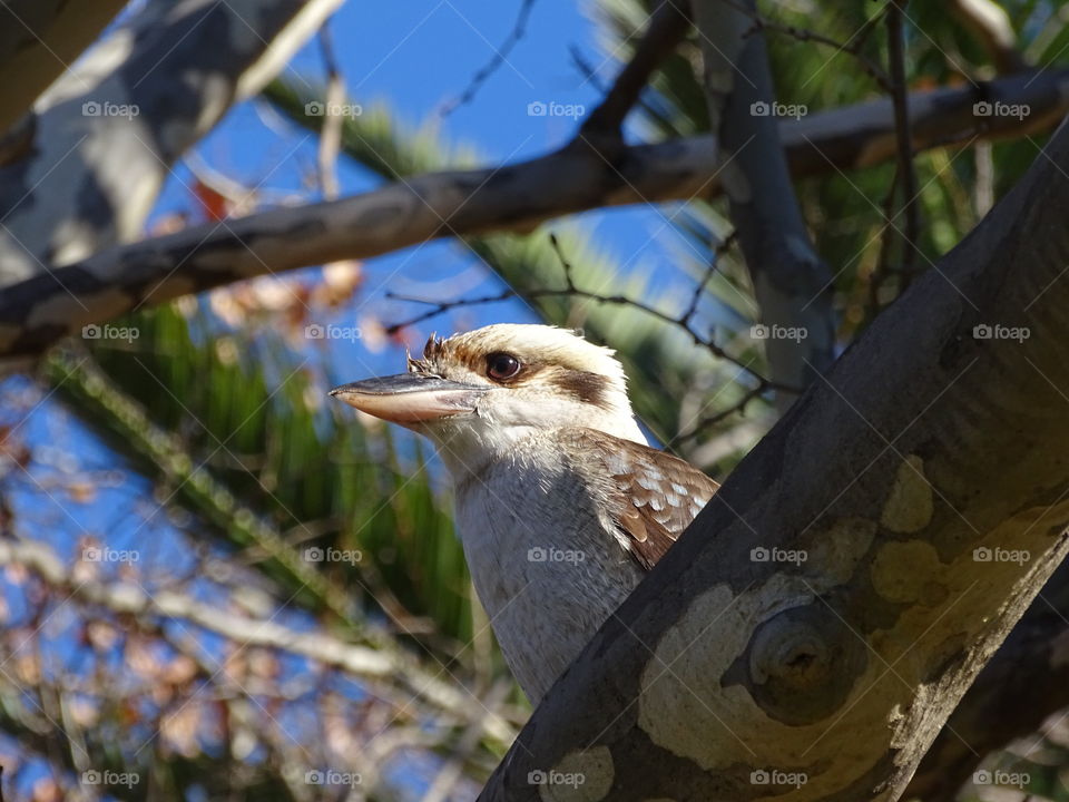 Kookaburra bird at Hyde Park, Perth WA.