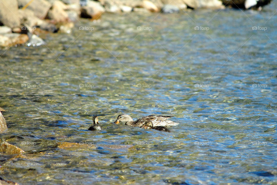 Ducks in lake