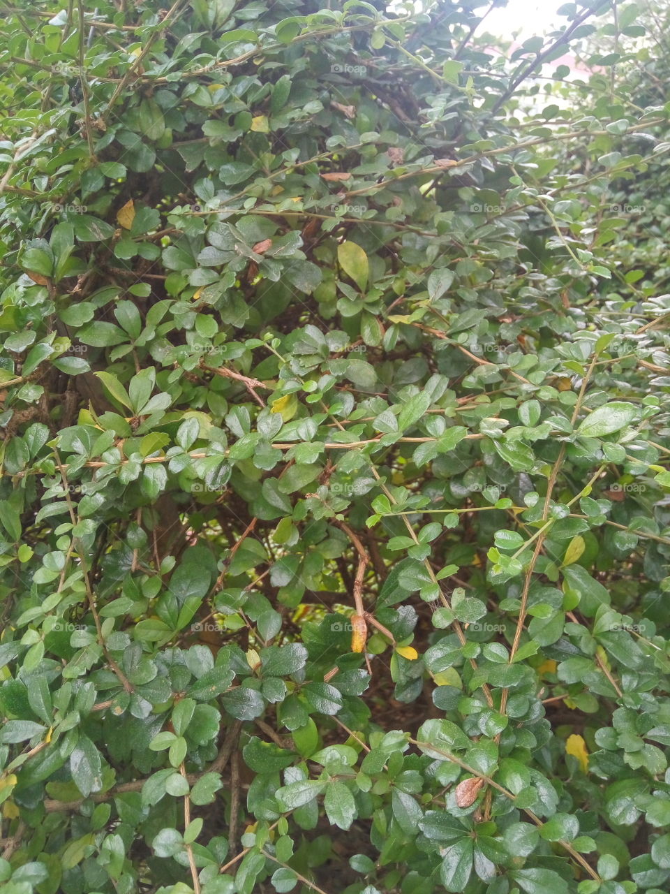 bunch of green leaves and thier little branches