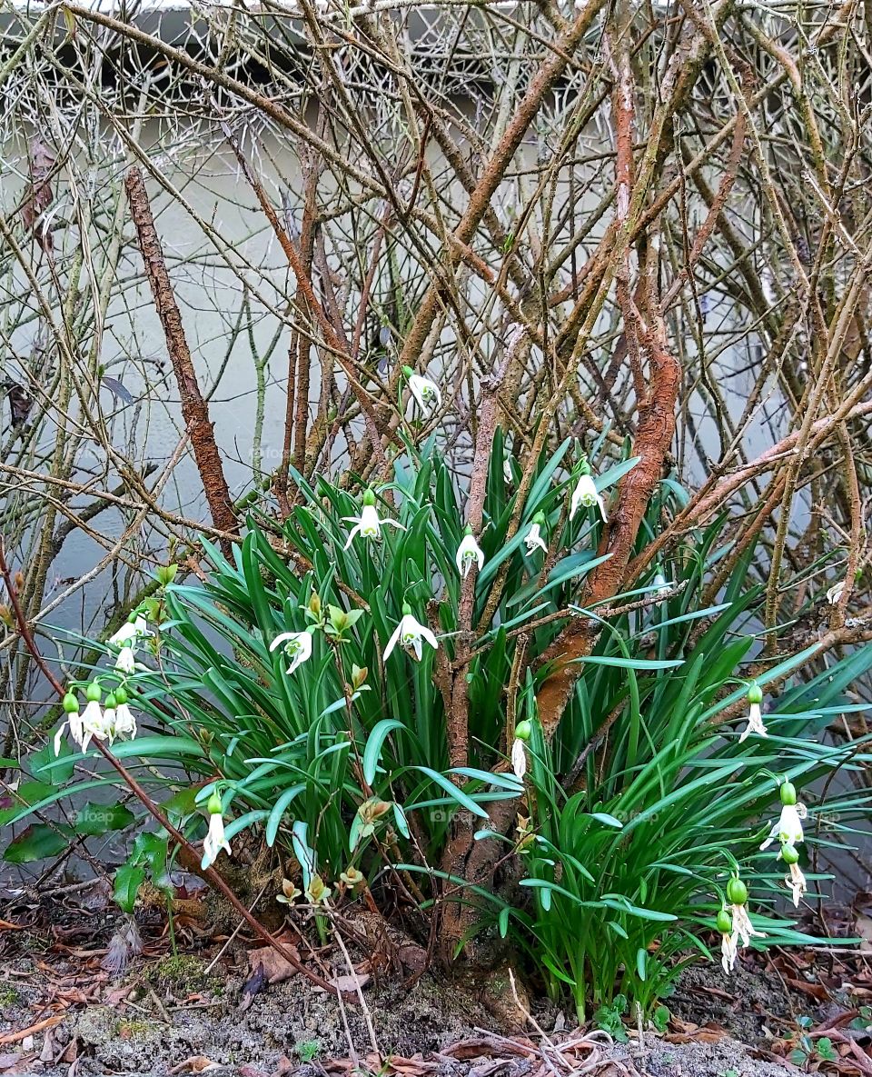 first sing of spring.