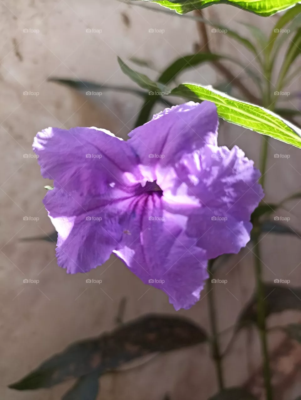 violeta