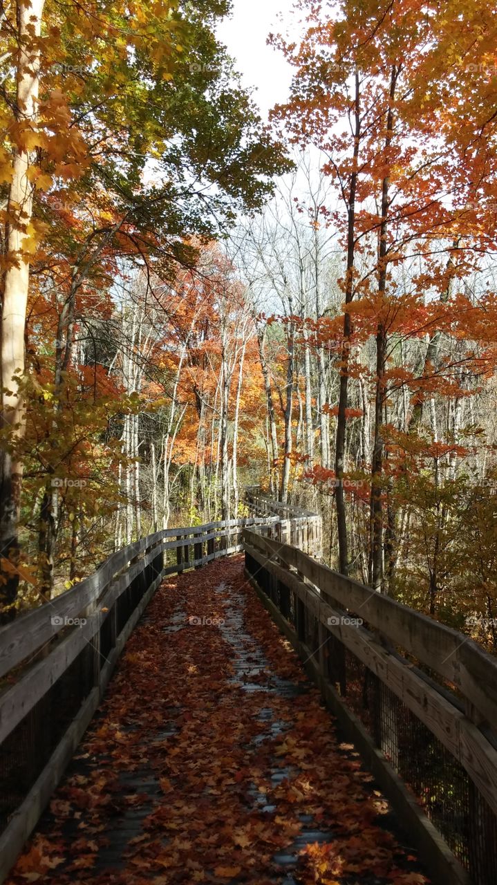 Through the Woods. Boardwalk through the woods in autumn
