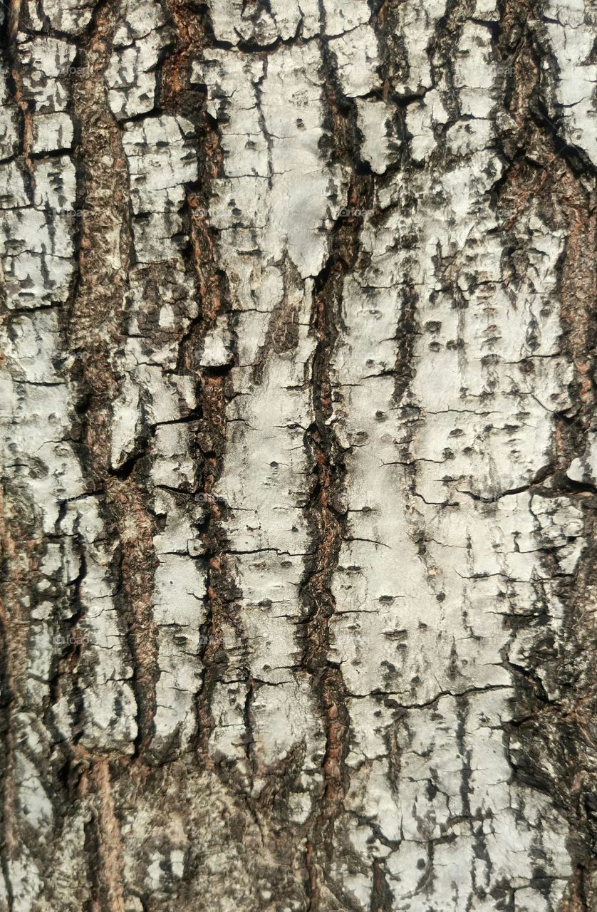 Wood bark