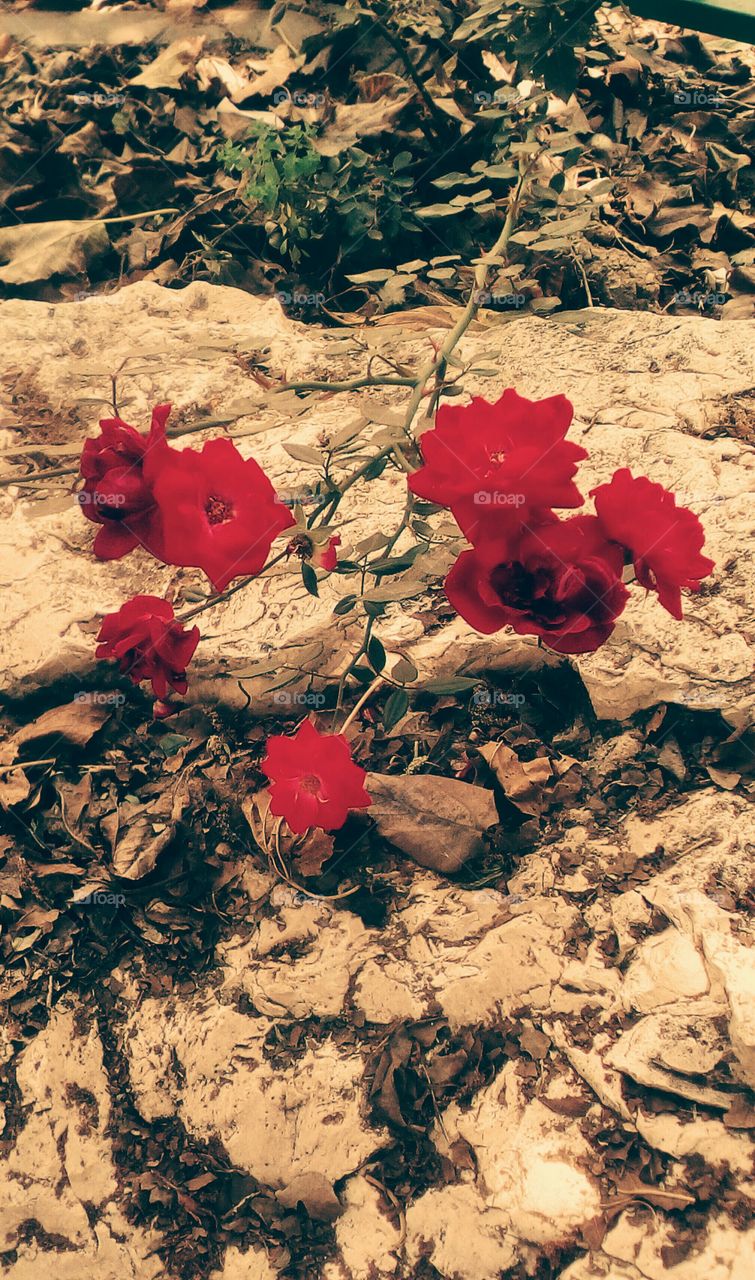 Group of blooming red roses in dry nature