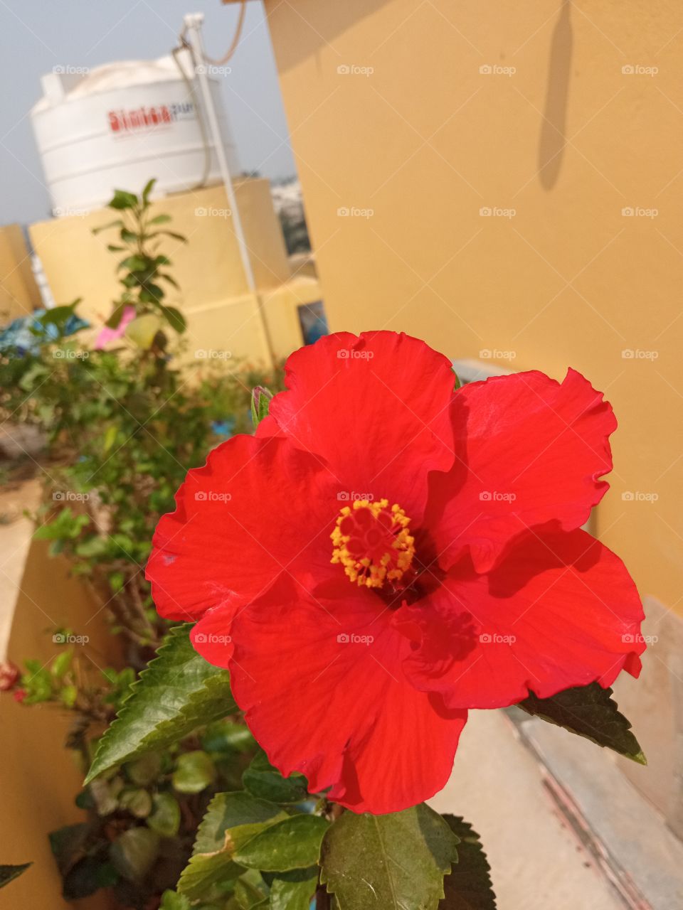 beautiful hibiscus