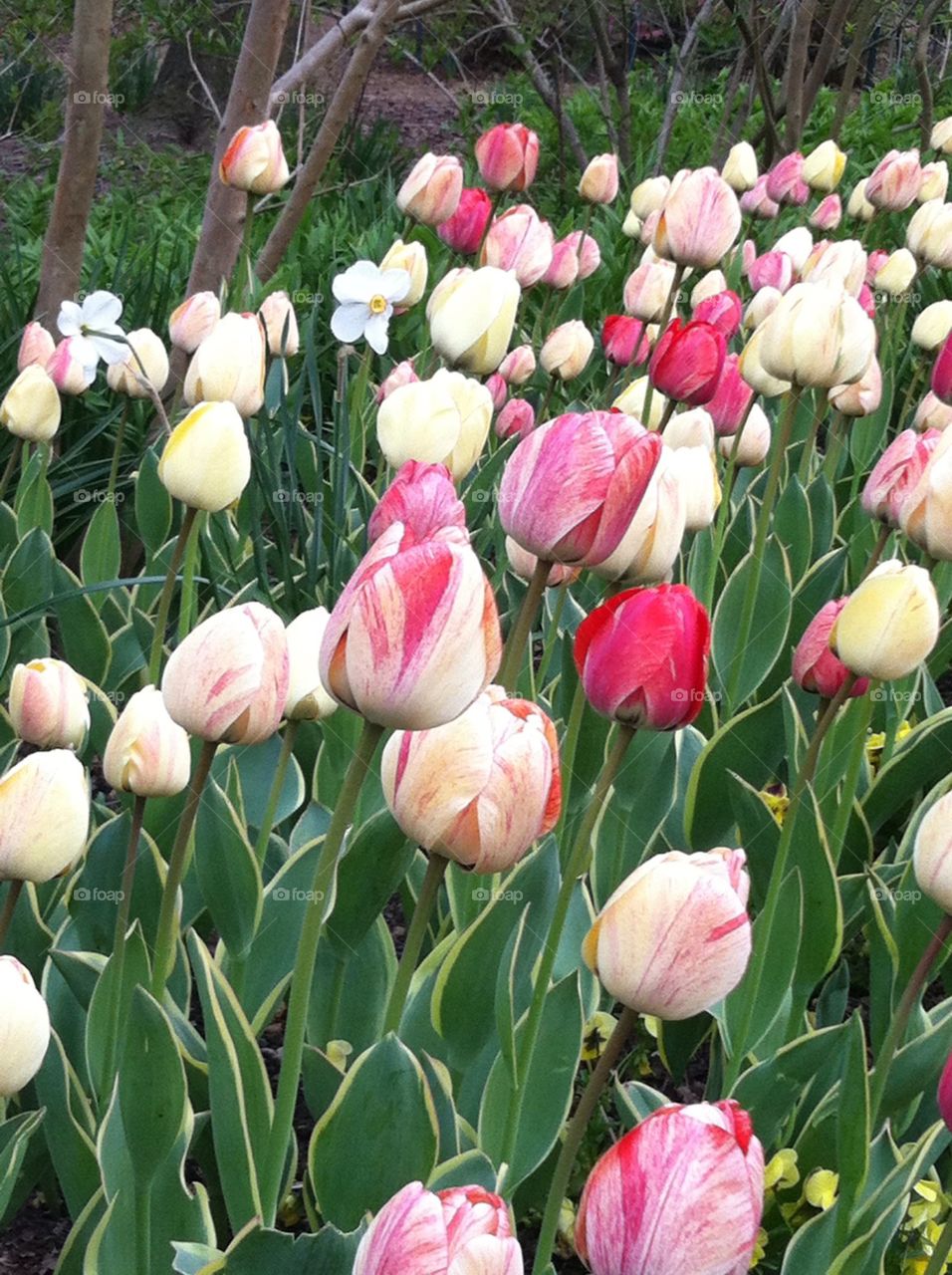Flowers. Tulips. Garden. Spring. Outdoors. 